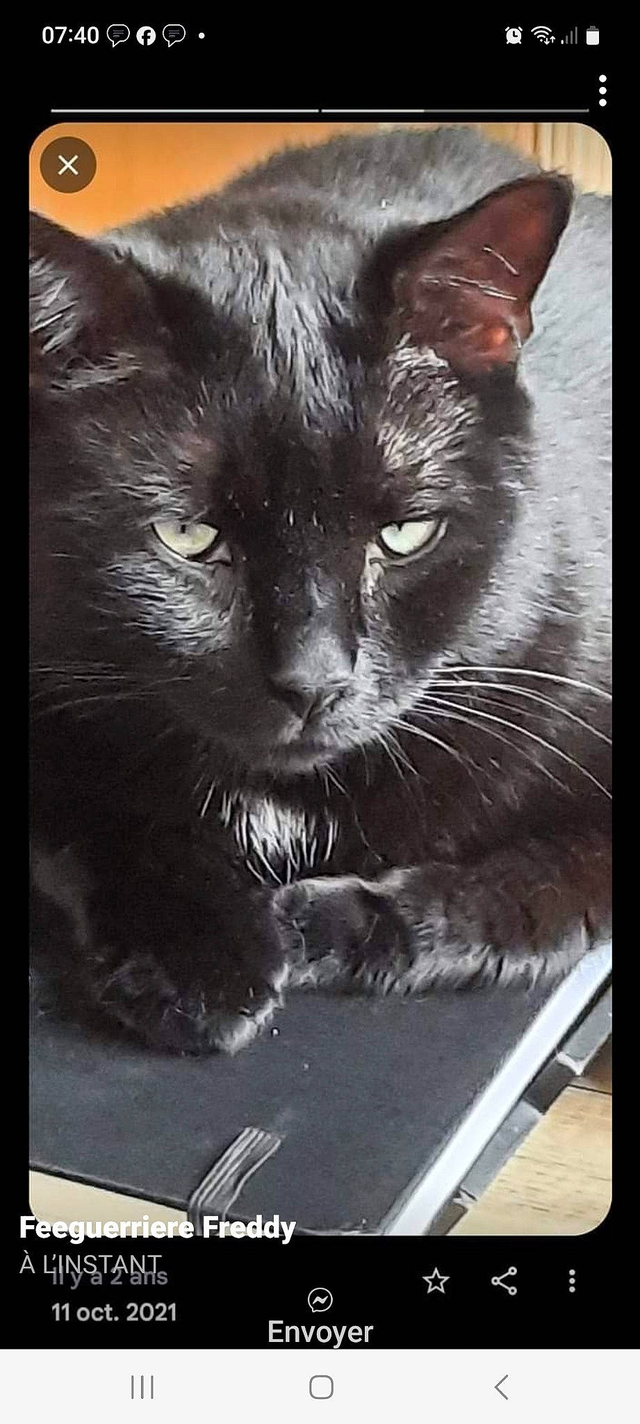 Zatsou a rejoint le concours — aidez-le/la à gagner de superbes lots ! black_cat, bombay, carnivore, cat, claw, comfort, domestic_short_haired_cat, felidae, fur, grey, monochrome_photography, paw, photo_caption, rectangle, small_to_medium_sized_cats, snout, tail, terrestrial_animal, whiskers