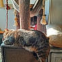 Pardo-felis participe au concours pour gagner de l'argent avec cette photo : animal, cat, cat_tree, cozy, cushion, feline, furniture, hammock, home, indoor, pet, play_area, relaxing, resting, rope_toy, scratching_post, sleeping, soft_texture, sunlight, tabby