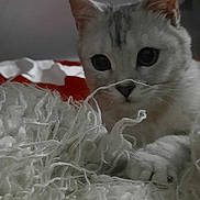 Pardo-felis participe au concours pour gagner de l'argent avec cette photo : cat, animal, pet, white, gray, fur, curious, blanket, texture, indoor, closeup, face, eyes, ears, whiskers, soft, cozy, resting, cute, feline