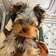 Archie participe au concours pour gagner de l'argent avec cette photo : puppy, dog, fur, cute, blanket, pet, small_dog, animal, indoors, curious, brown_fur, black_fur, white_fur, face, paw, tile_floor, patterned_floor, cozy, close_up, young_dog