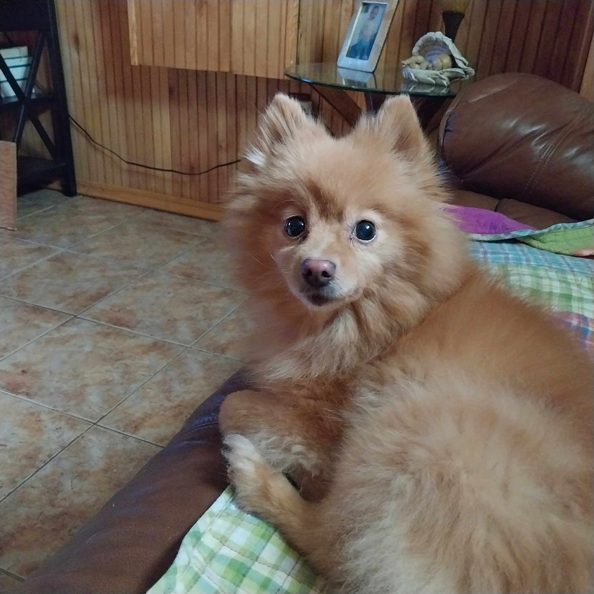 Nala is registered to the contest to win money with this photo: animal, basket, blanket, couch, decor, dog, ears, face, fluffy, fur, glass_table, indoor, living_room, pet, photo_frame, plaid, pomeranian, table, tile_floor, wood_paneling
