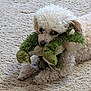 Bella joined the competition — help win amazing prizes! dog, white_dog, plush_toy, green_toy, frog_toy, carpet, curly_fur, pet, indoor, cute, playing, lying_down, animal, domestic, soft_texture, toy_in_mouth, small_dog, fur, close_up, resting