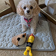 Bella joined the competition — help win amazing prizes! dog, poodle, toy, plush_toy, white_dog, pet, indoor, carpet, quilted_mat, dog_collar, cute, small_dog, fur, animal, floor, looking_at_camera, household, pet_accessory, playful, domestic
