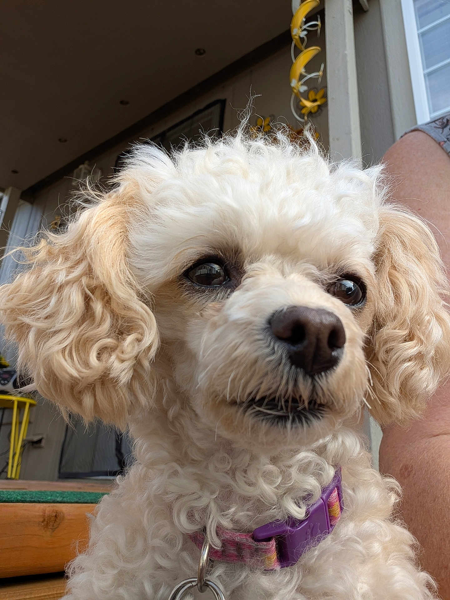 Bella