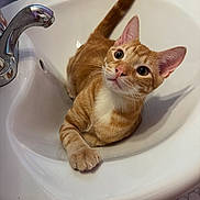 Cheeto joined the competition — help win amazing prizes! animal, bathroom, cat, closeup, curious, cute, domestic, faucet, fur, indoor, kitten, looking_up, orange_tabby, paw, pet, relaxed, sink, tile, whiskers, white