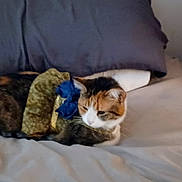 Calli joined the competition — help win amazing prizes! animal, bed, bedding, blue_bow, calico_cat, cat, costume, cozy, cute, domestic_cat, feline, fur, furniture, indoor, pet, pillow, relaxed, resting, side_view, sleeping_area