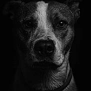 Whisky joined the competition — help win amazing prizes! dog, portrait, black_and_white, close_up, water_droplets, wet_fur, animal, pet, collar, face, canine, studio_lighting, monochrome, dark_background, expression, fur_texture, animal_portrait, moody, intense_gaze, dramatic_lighting