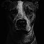 dog, portrait, black_and_white, close_up, water_droplets, wet_fur, animal, pet, collar, face, canine, studio_lighting, monochrome, dark_background, expression, fur_texture, animal_portrait, moody, intense_gaze, dramatic_lighting