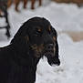 Aldo participe au concours pour gagner de l'argent avec cette photo : dog, canine, pet, black_coat, long_ears, fur, closeup, portrait, snow, winter, outdoor, bench, defocused_background, muzzle, nose, eyes, whiskers, wet_fur, side_profile, serious_expression