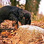 Aldo a rejoint le concours — aidez-le/la à gagner de superbes lots ! dog, puppy, black_dog, autumn, fallen_leaves, leaf_litter, rock, sniffing, outdoor, forest, bokeh, shallow_depth_of_field, nature, cute, pet, portrait, leash, moss, ground, brown_leaves