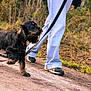 dog, long_haired_dog, black_and_tan, pet, leash, stick, person_legs, jeans, sneakers, walking, outdoors, dirt_path, grass, autumn_foliage, collar, nature, small_dog, motion, closeup, companion