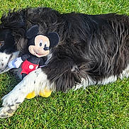 Dexter is registered to the contest to win money with this photo: animal, black_and_white, companion, cute, dog, fur, grass, lying_down, mammal, mickey_mouse, nature, outdoor, pet, playful, plush_toy, relaxed, resting, summer, sunlight, toys