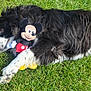 animal, black_and_white, companion, cute, dog, fur, grass, lying_down, mammal, mickey_mouse, nature, outdoor, pet, playful, plush_toy, relaxed, resting, summer, sunlight, toys