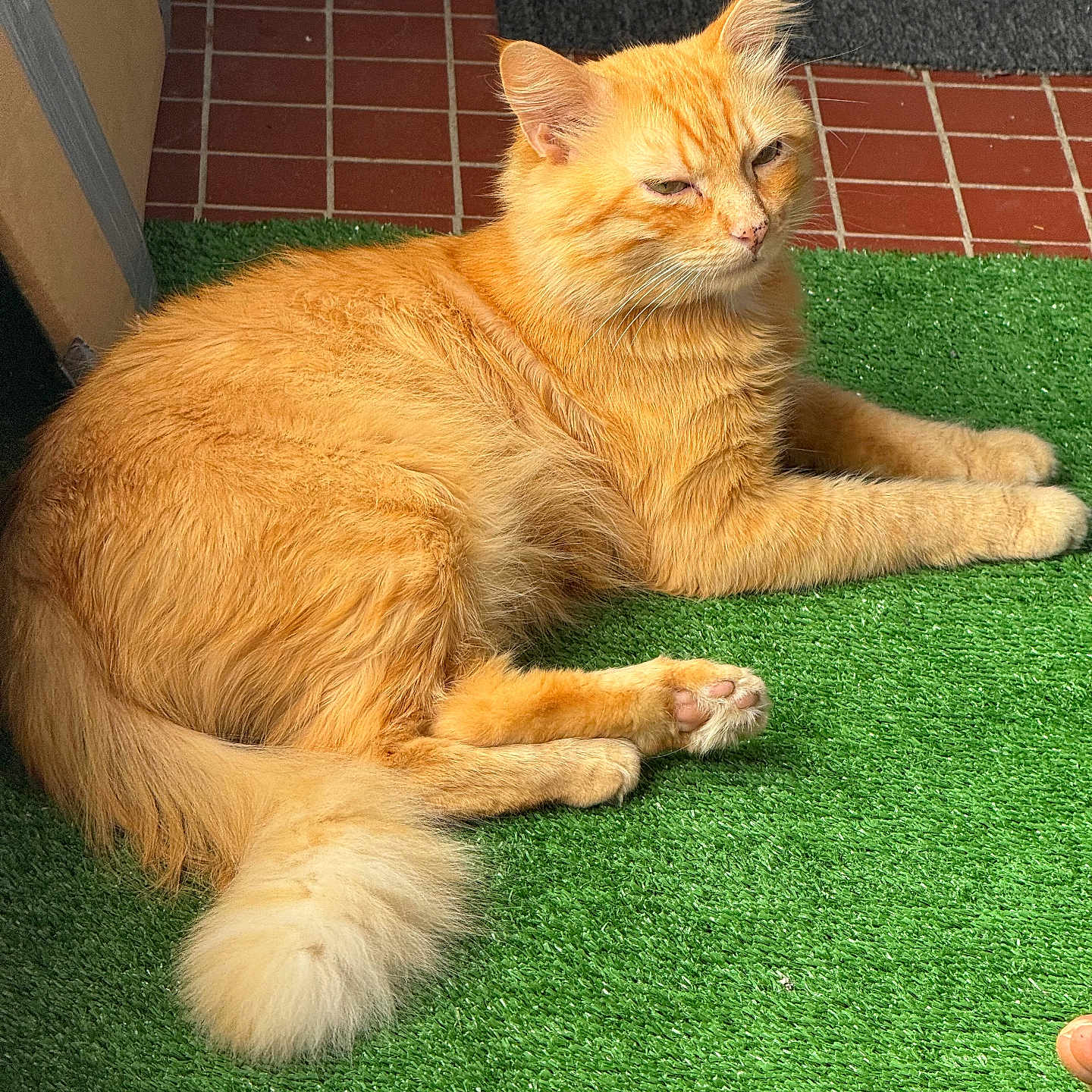 Mytou participe au concours pour gagner de l'argent avec cette photo : animal, artificial_grass, cat, cute, domestic_cat, fluffy, fur, green_mat, indoor, mammal, orange_cat, paws, pet, relaxed, resting, sleepy, sunlight, tail, tiled_floor, whiskers