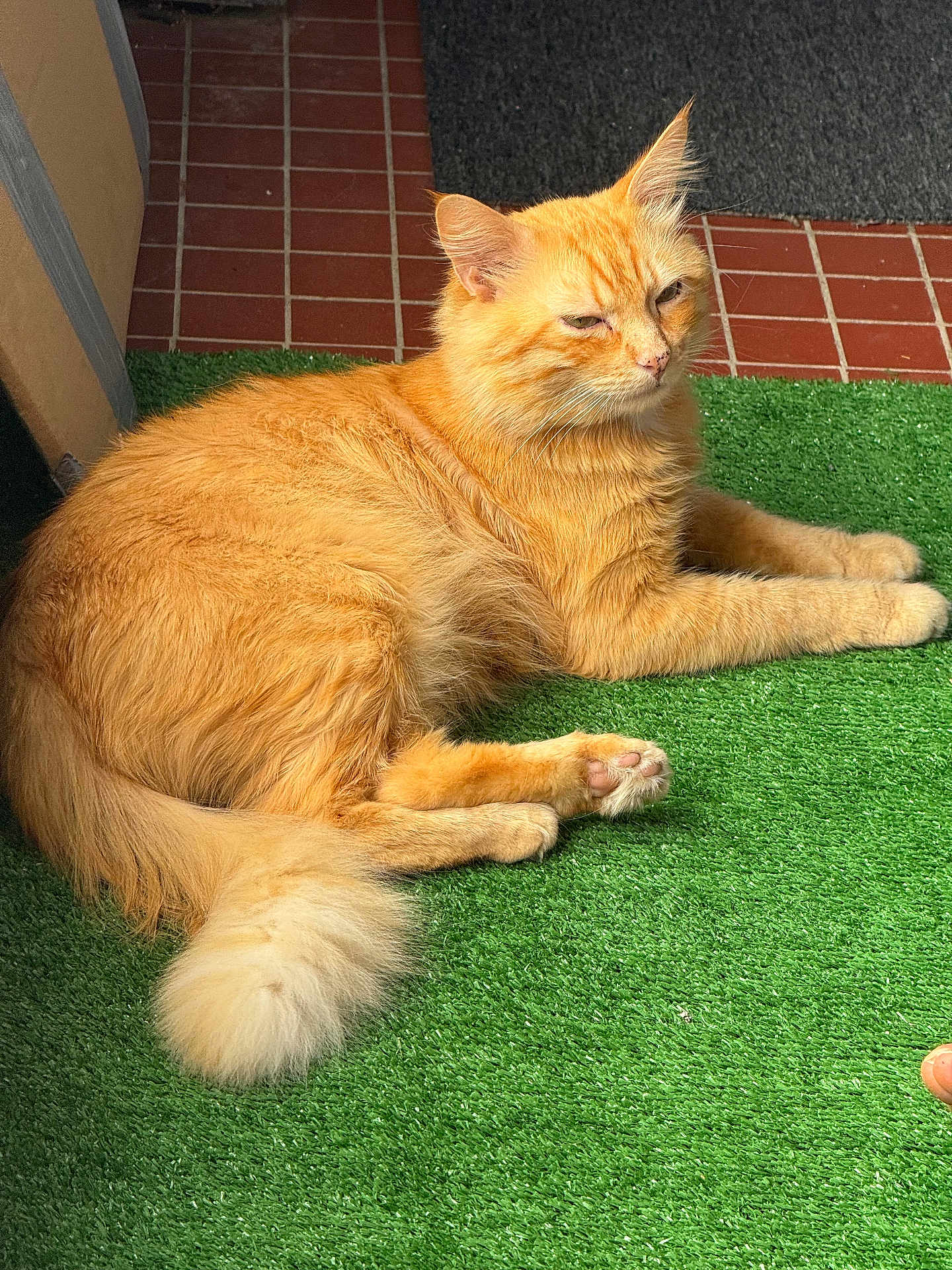 Mytou participe au concours pour gagner de l'argent avec cette photo : cat, orange_cat, fluffy, artificial_grass, green_mat, sunlight, tiled_floor, relaxed, pet, animal, whiskers, tail, paws, indoor, resting, fur, mammal, cute, sleepy, domestic_cat