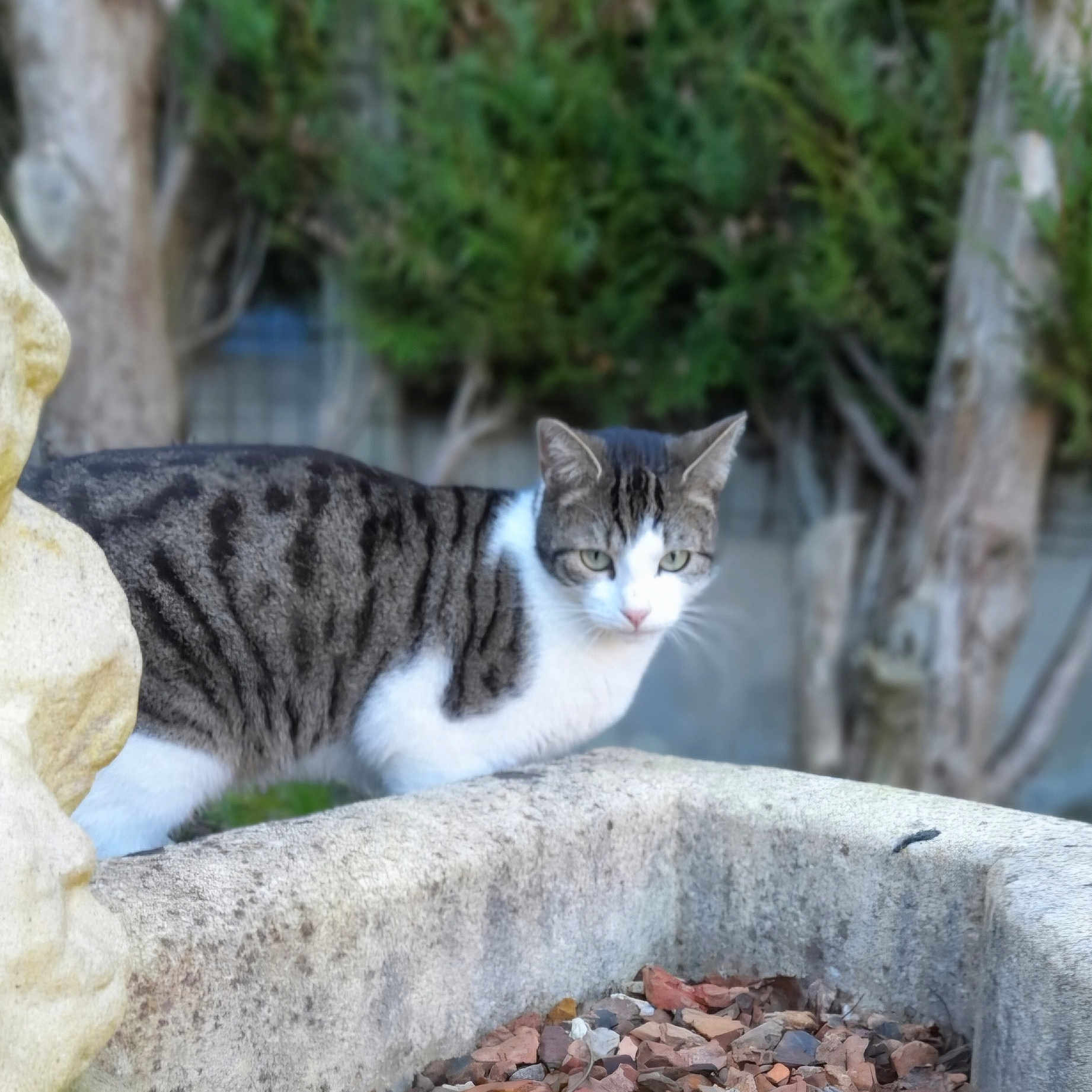 Marek participe au concours pour gagner de l'argent avec cette photo : animal, cat, closeup, curious, cute, daylight, fur, garden, greenery, mammal, nature, outdoor, pet, planter, rocks, stone, tabby, tree, whiskers, wildlife