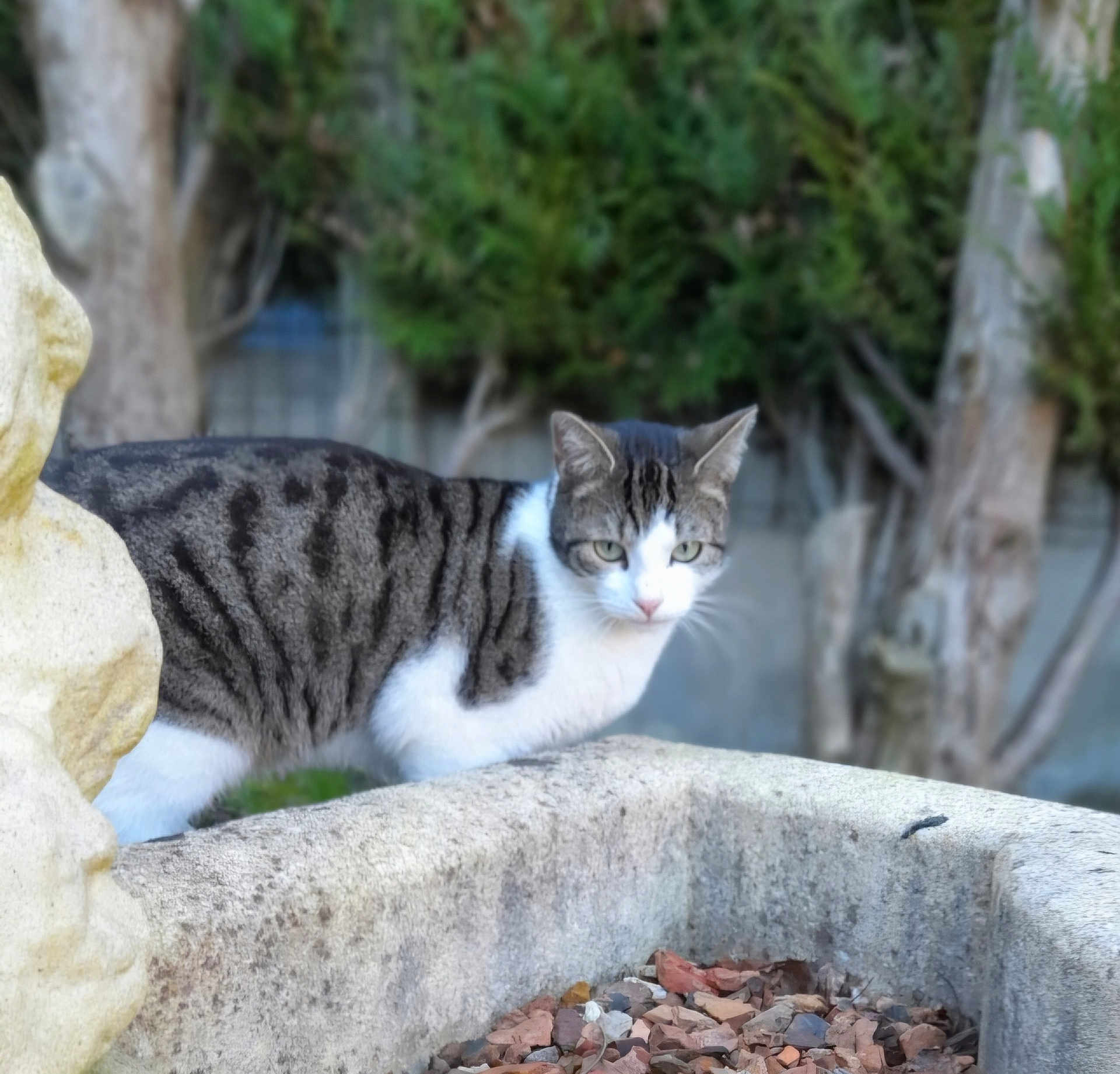 Marek participe au concours pour gagner de l'argent avec cette photo : cat, tabby, animal, outdoor, stone, planter, rocks, greenery, tree, nature, fur, whiskers, pet, mammal, curious, garden, wildlife, closeup, daylight, cute