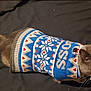 Ash joined the competition — help win amazing prizes! cat, gray_cat, sweater, blue_sweater, patterned_clothing, pet, animal, indoor, yellow_eyes, fur, whiskers, looking_up, cozy, cute, domestic_cat, clothing, knitted, winter_wear, black_background, tail