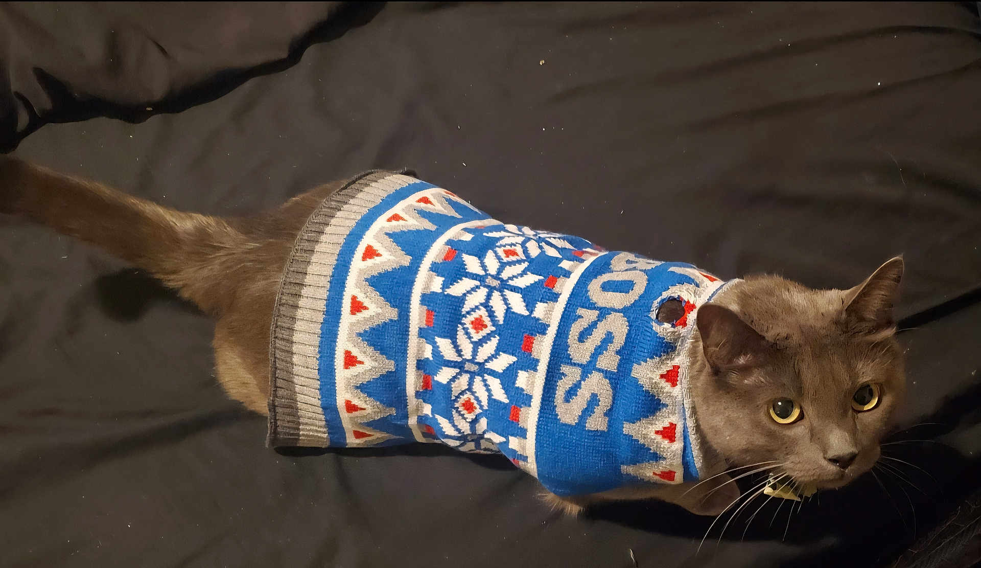 Ash joined the competition — help win amazing prizes! cat, gray_cat, sweater, blue_sweater, patterned_clothing, pet, animal, indoor, yellow_eyes, fur, whiskers, looking_up, cozy, cute, domestic_cat, clothing, knitted, winter_wear, black_background, tail