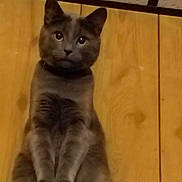 Ash is registered to the contest to win money with this photo: cat, gray_cat, wooden_wall, wood_panel, indoor, pet, feline, sitting, curious, animal, fur, ears, whiskers, paws, looking, portrait, domestic_cat, companion_animal, cute, pet_animal