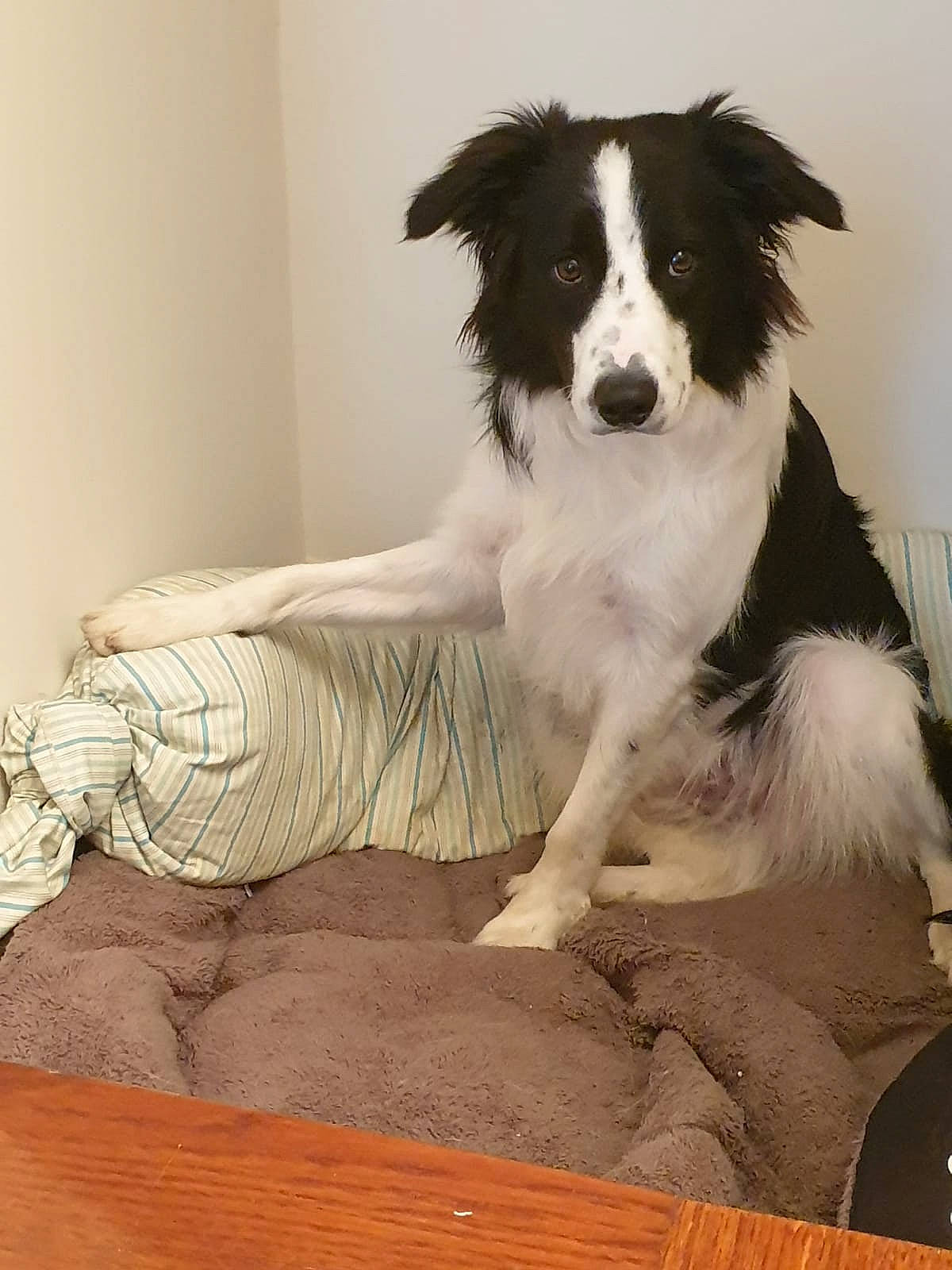 Oli a rejoint le concours — aidez-le/la à gagner de superbes lots ! art, border_collie, canidae, carnivore, companion_dog, dog, dog_breed, flooring, fur, hardwood, herding_dog, snout, sporting_group, wood, working_animal, working_dog