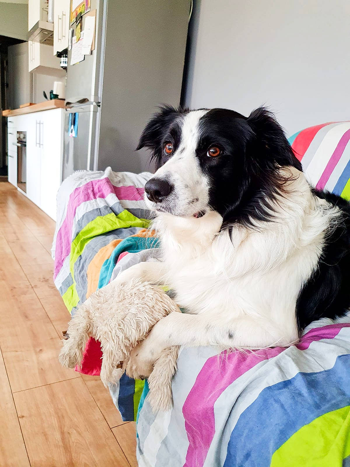 Oli a rejoint le concours — aidez-le/la à gagner de superbes lots ! balloon, border_collie, canidae, carnivore, collar, companion_dog, dog, dog_breed, dog_supply, door, flooring, fur, hardwood, herding_dog, magenta, sporting_group, wood, wood_flooring, working_animal, working_dog