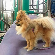 Prada is registered to the contest to win money with this photo: animal, daytime, dog, fall, fence, fur, jeans, leash, metal, outdoor, park, person, pet, playground, pomeranian, side_view, slide, small_dog, sneakers, trees