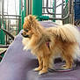 animal, daytime, dog, fall, fence, fur, jeans, leash, metal, outdoor, park, person, pet, playground, pomeranian, side_view, slide, small_dog, sneakers, trees