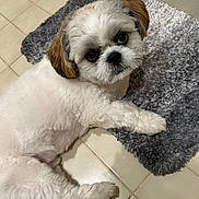 Polo is registered to the contest to win money with this photo: animal, brown_fur, companion, curious, cute, dog, domestic_animal, floor, fluffy, indoor, laying_down, looking, mat, paw, pet, resting, shaggy_mat, small_dog, tile, white_fur