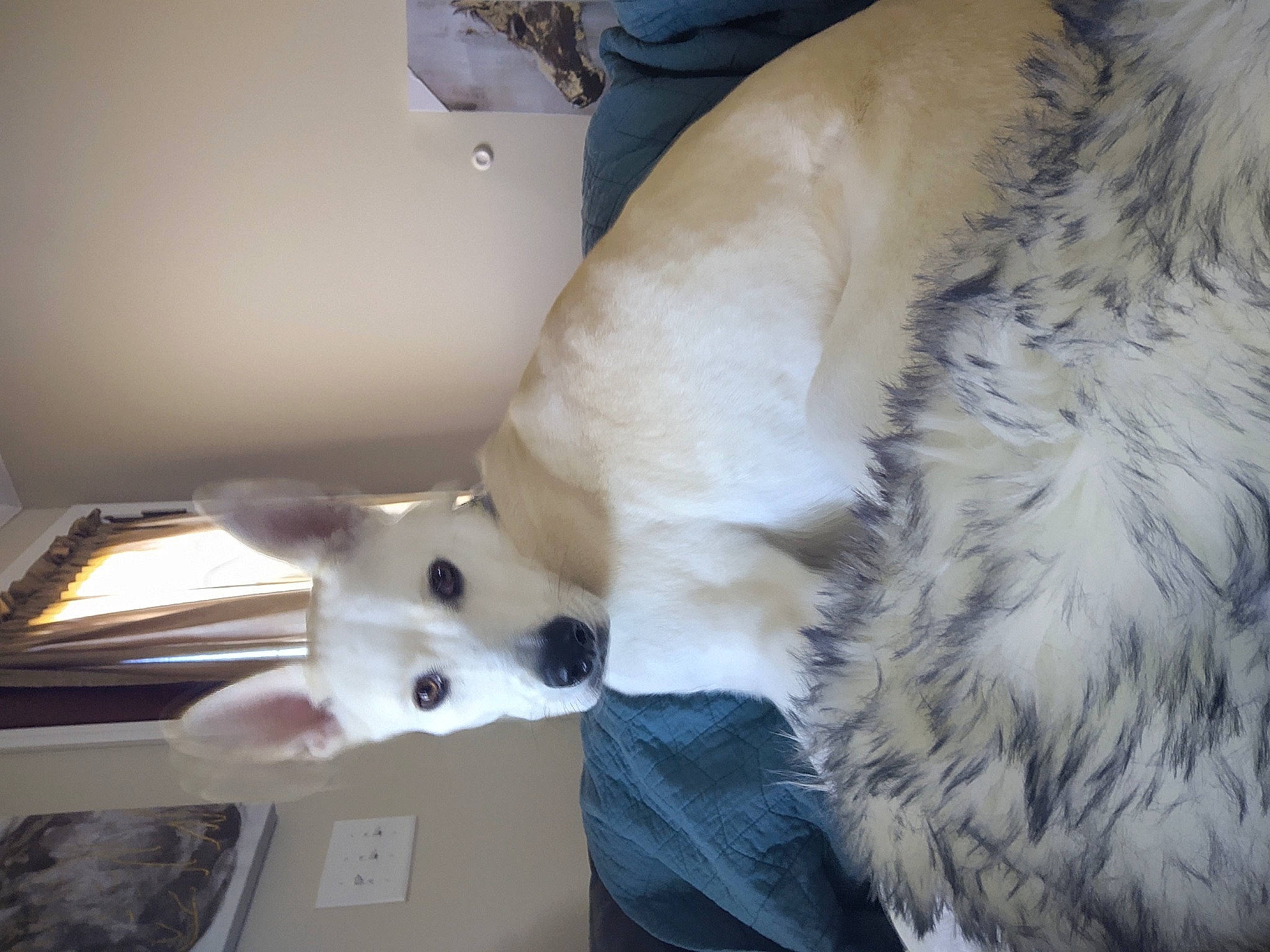 Archer is registered to the contest to win money with this photo: canidae, carnivore, companion_dog, dog, dog_breed, fawn, fur, german_spitz, indian_spitz, japanese_spitz, paw, puppy, snout, spitz, sporting_group, tail, toy_dog, volpino_italiano, whiskers, working_animal