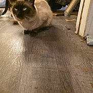 Fluff joined the competition — help win amazing prizes! cat, siamese, blue_eyes, floor, wooden_floor, indoor, pet, animal, feline, whiskers, ears, clutter, furniture, zebra_pattern, shadow, cozy, home, domestic, curious, crouching