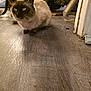 cat, siamese, blue_eyes, floor, wooden_floor, indoor, pet, animal, feline, whiskers, ears, clutter, furniture, zebra_pattern, shadow, cozy, home, domestic, curious, crouching