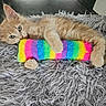 kitten, cat, orange_cat, plush_toy, rainbow, colorful, shaggy_blanket, gray, fur, pet, cute, animal, indoor, playful, resting, soft_texture, closeup, young_animal, adorable, curious