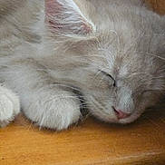 Natsu participe au concours pour gagner de l'argent avec cette photo : cat, kitten, sleeping, sleepy, fluffy, white_fur, gray_fur, pink_tongue, paw, whiskers, closed_eyes, resting, cozy, cute, pet, animal, close_up, wooden_surface, indoors, relaxed