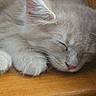 cat, kitten, sleeping, sleepy, fluffy, white_fur, gray_fur, pink_tongue, paw, whiskers, closed_eyes, resting, cozy, cute, pet, animal, close_up, wooden_surface, indoors, relaxed