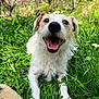Lilio participe au concours pour gagner de l'argent avec cette photo : dog, grass, flower, daisy, outdoor, pet, animal, happy, tongue_out, nature, smiling, greenery, fur, closeup, cute, playful, summer, canine, cheerful, joyful