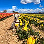 Lilio participe au concours pour gagner de l'argent avec cette photo : dog, tulip, flower_field, yellow_flower, orange_flower, blue_sky, cloud, outdoor, nature, pet, canine, summer, spring, animal, landscape, rural, plant, earth, daylight, colorful