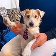 Lilio a rejoint le concours — aidez-le/la à gagner de superbes lots ! dog, pet, tie, hands, tattoos, indoor, couch, cushion, person, white_pants, black_shirt, small_dog, looking_at_camera, close_up, seated, domestic_animal, furry, cute, companionship, relaxed