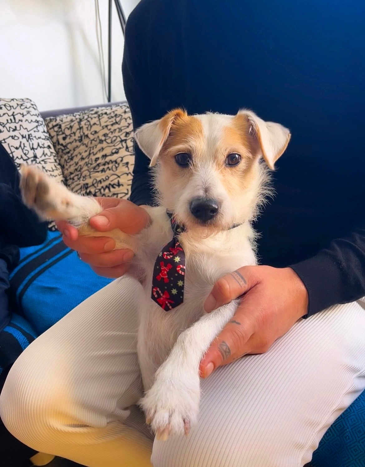 Lilio a rejoint le concours — aidez-le/la à gagner de superbes lots ! dog, pet, tie, hands, tattoos, indoor, couch, cushion, person, white_pants, black_shirt, small_dog, looking_at_camera, close_up, seated, domestic_animal, furry, cute, companionship, relaxed