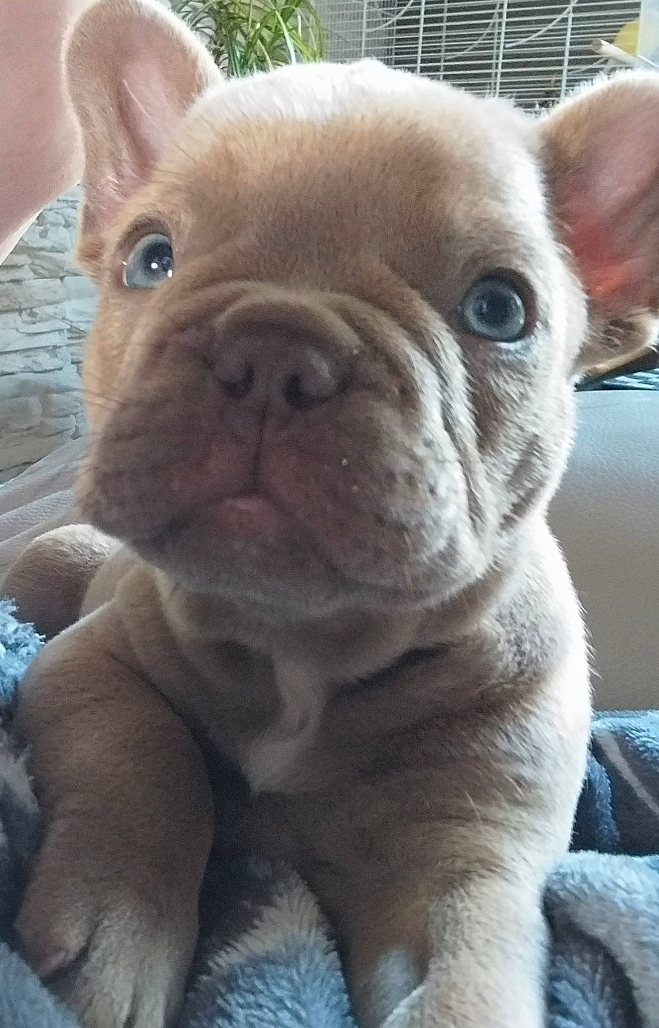 Jazz a rejoint le concours — aidez-le/la à gagner de superbes lots ! bulldog, canidae, carnivore, close_up, companion_dog, dog, dog_breed, ear, fawn, fur, liver, nose, snout, sporting_group, terrestrial_animal, toy_dog, water, whiskers, working_animal, wrinkle