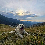 Crapule a rejoint le concours — aidez-le/la à gagner de superbes lots ! animal, canine, clouds, dog, field, golden_retriever, grass, happy, hill, landscape, meadow, mountain, nature, outdoor, pet, relaxed, scenic, sky, sunset, tongue_out