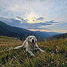 animal, canine, clouds, dog, field, golden_retriever, grass, happy, hill, landscape, meadow, mountain, nature, outdoor, pet, relaxed, scenic, sky, sunset, tongue_out