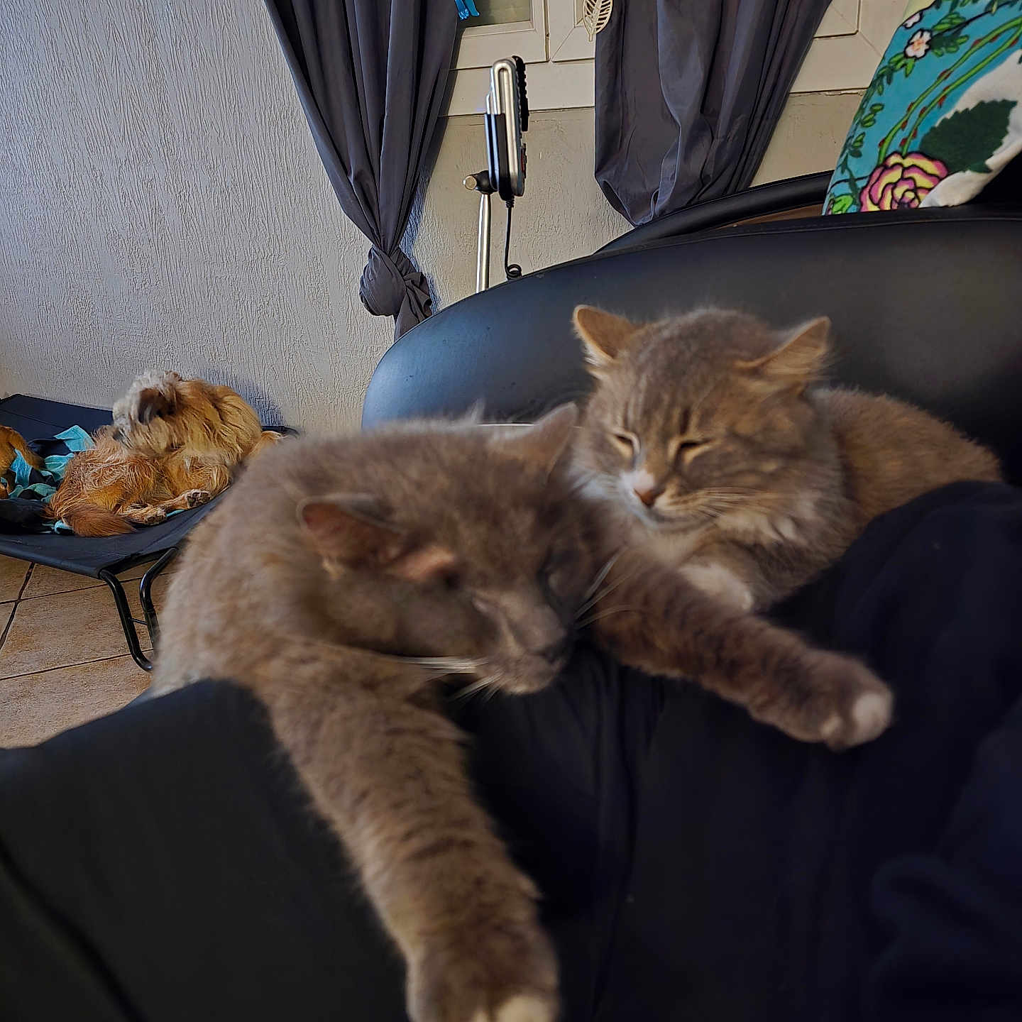 Cc Hibou Et Frolic