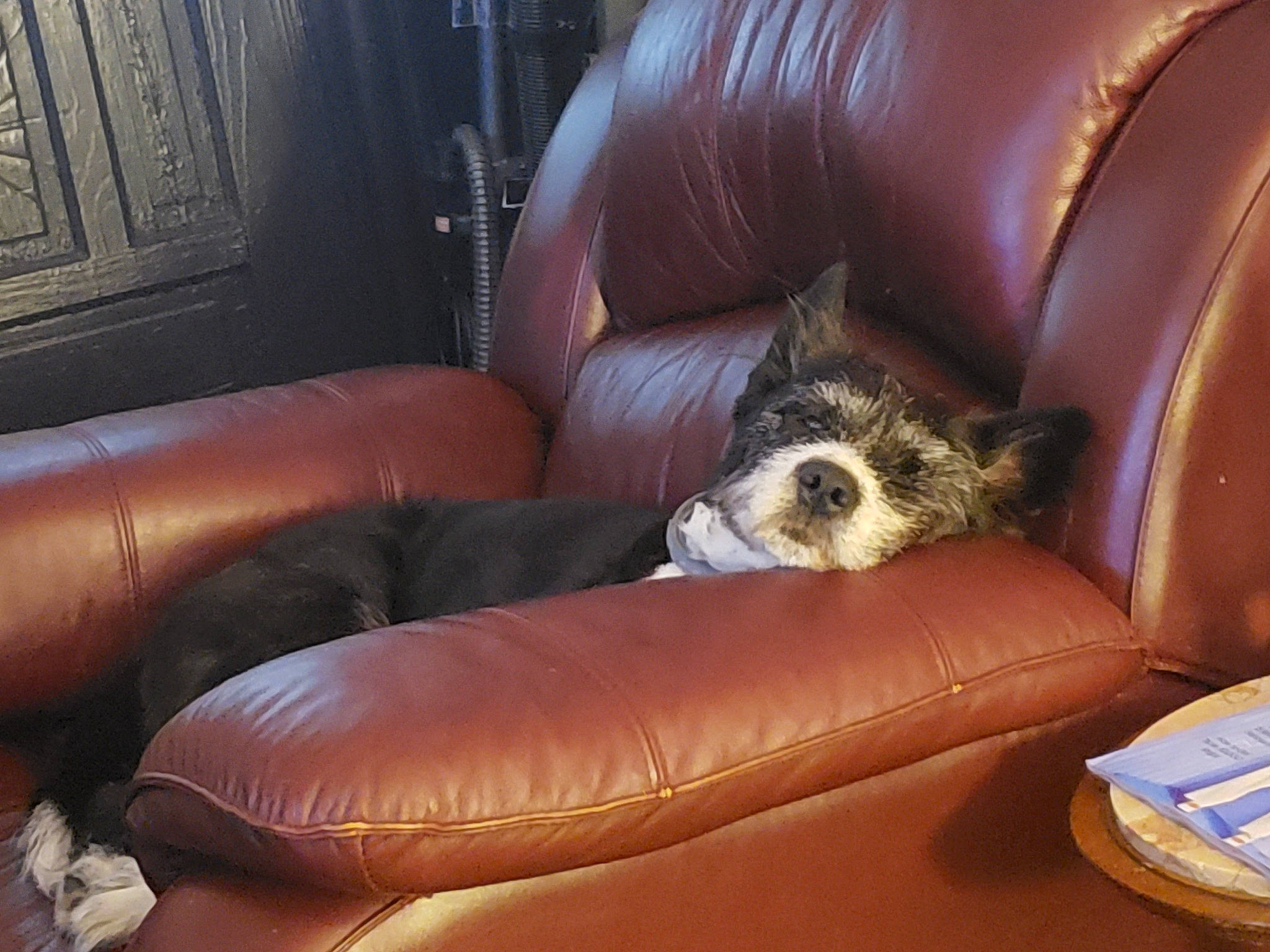 Bella Mae Aka Scruffy joined the competition — help win amazing prizes! brown, carnivore, chair, comfort, companion_dog, couch, dog, dog_breed, felidae, flooring, fur, furniture, house, human_leg, living_room, room, sitting, studio_couch, whiskers, working_animal