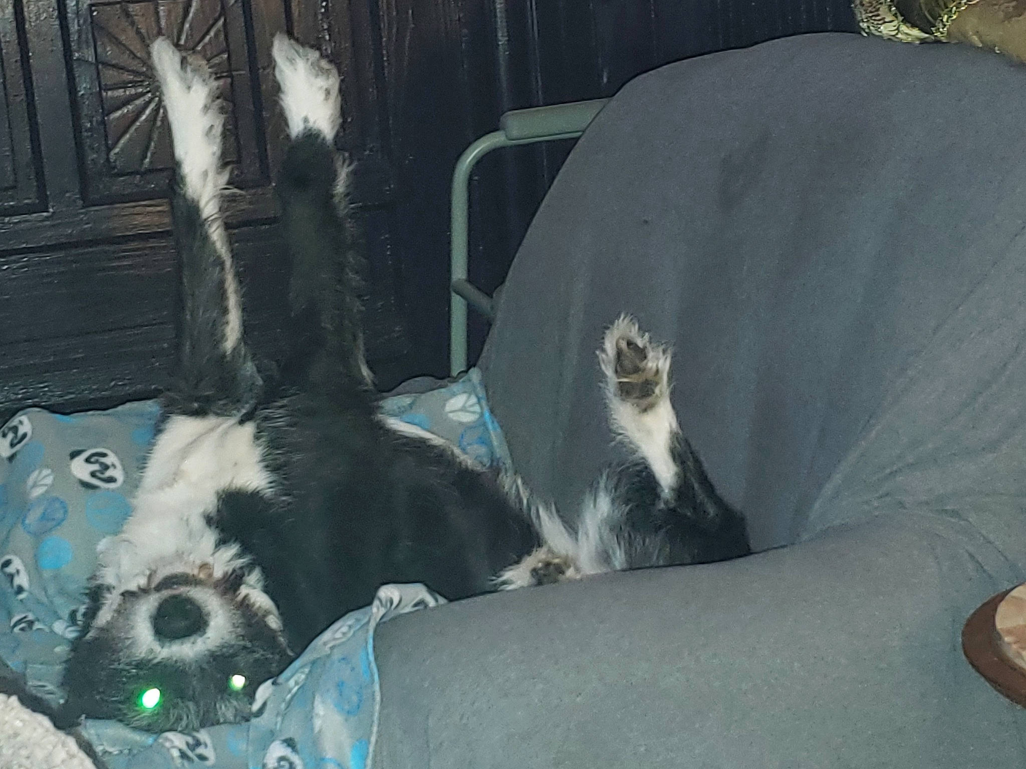 Bella Mae Aka Scruffy is registered to the contest to win money with this photo: animal_shelter, art, automotive_tire, carnivore, cat, dog_breed, door, felidae, fur, hood, mammal, pack_animal, plant, small_to_medium_sized_cats, tail, vehicle_door, whiskers, wildlife, window, working_animal