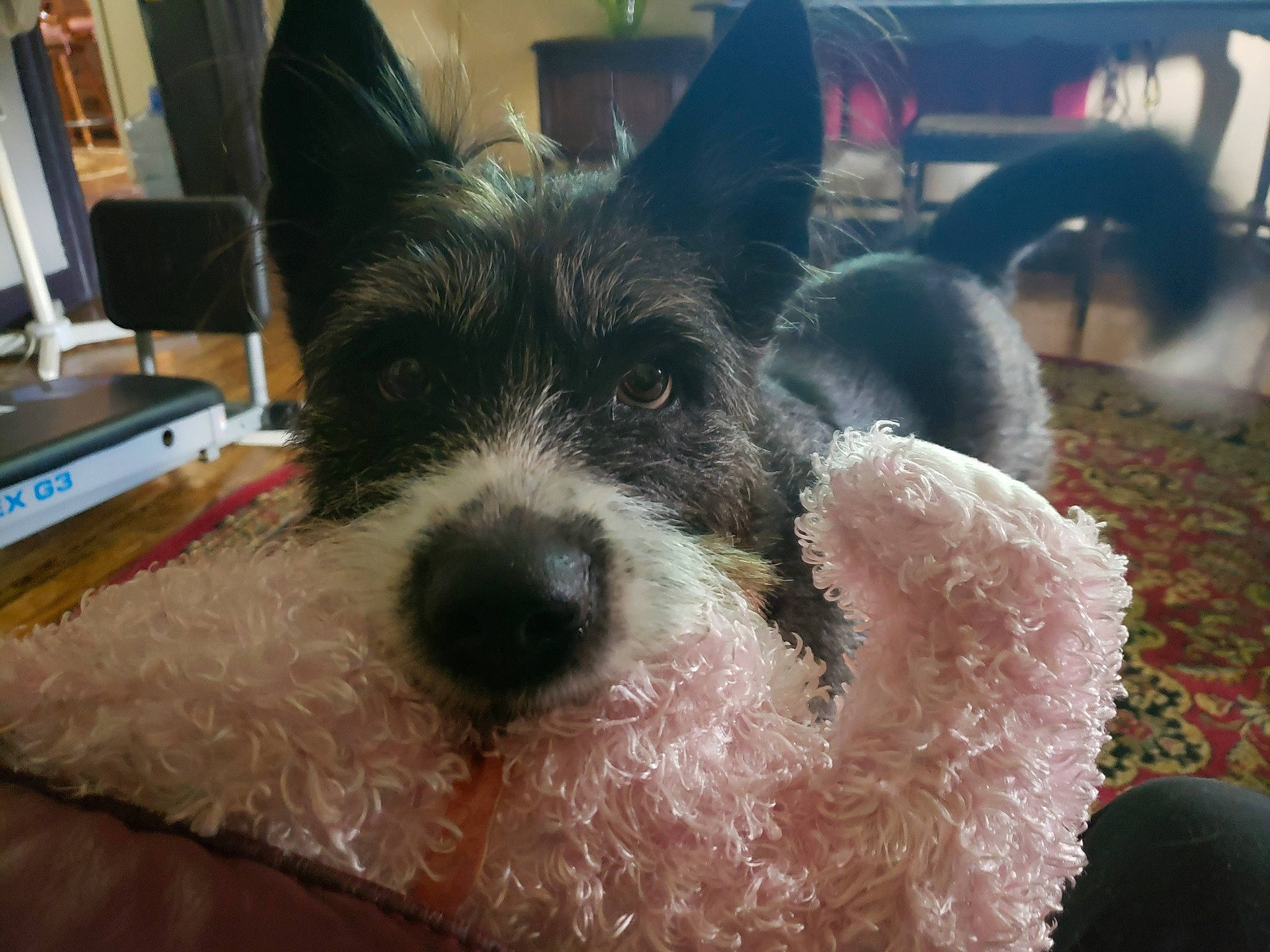 Bella Mae Aka Scruffy