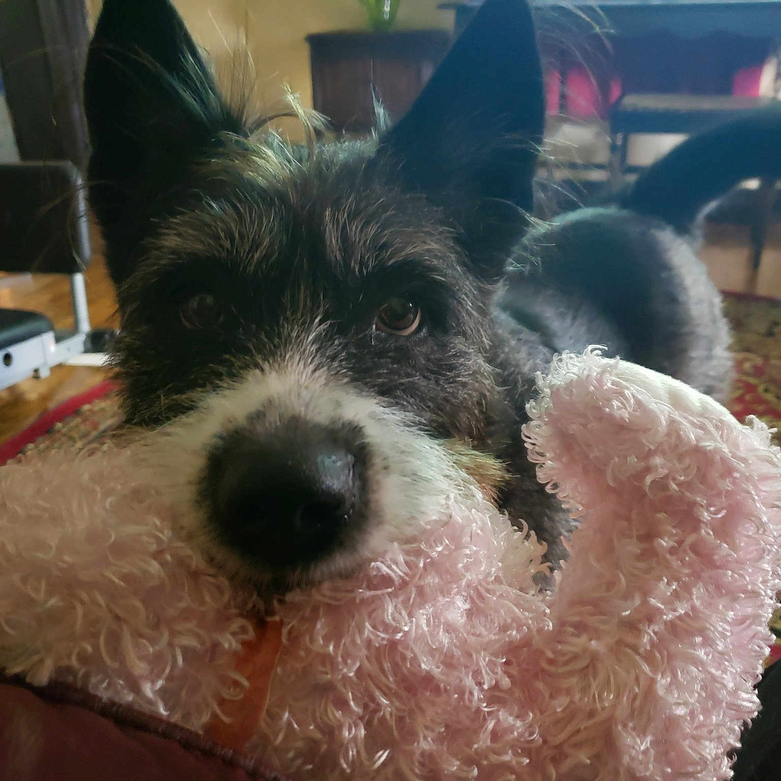 Bella Mae Aka Scruffy