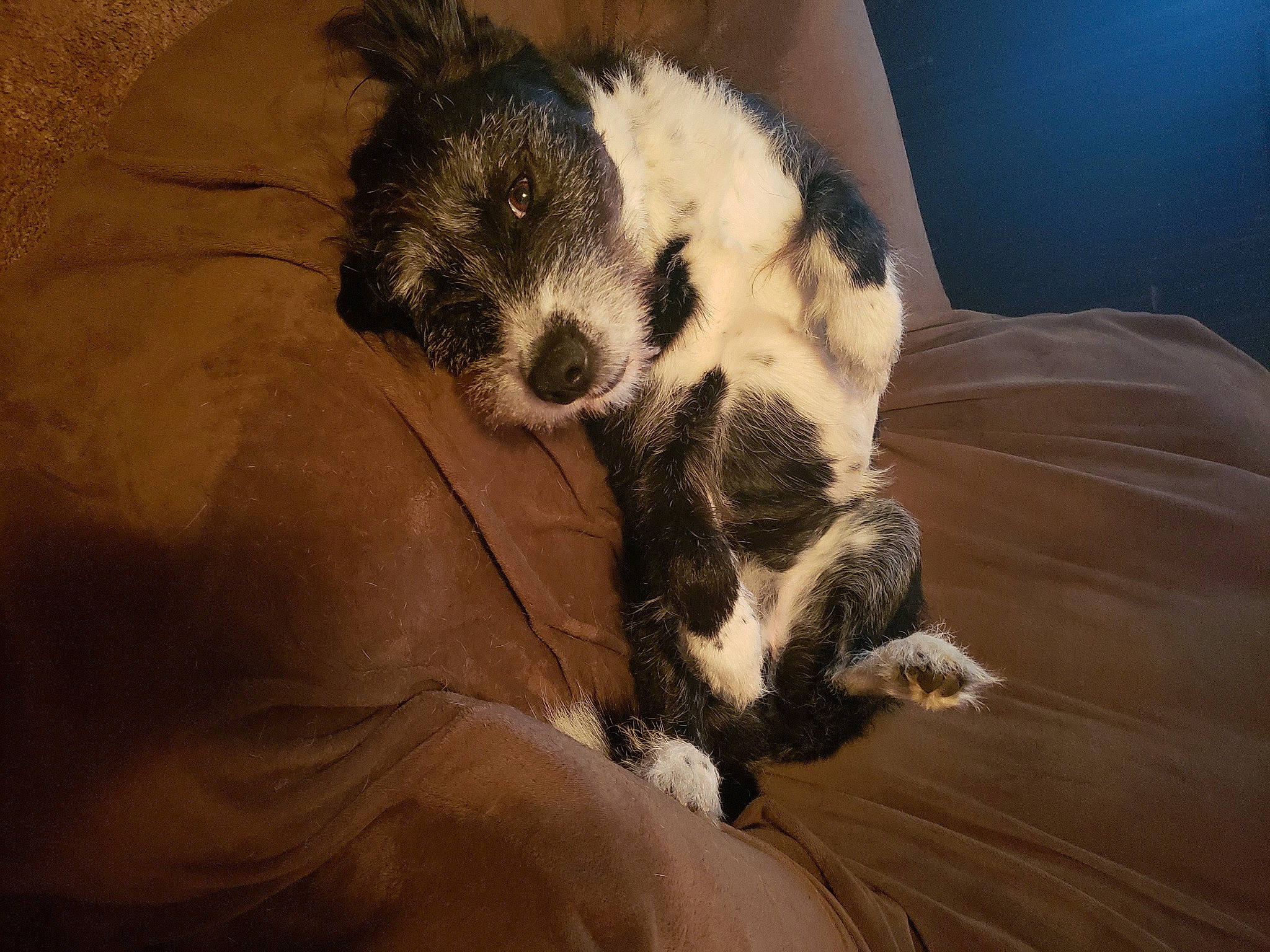 Bella Mae Aka Scruffy is registered to the contest to win money with this photo: carnivore, claw, comfort, companion_dog, dog, dog_breed, duvet, felidae, fur, linens, nap, paw, small_to_medium_sized_cats, snout, sporting_group, tail, terrestrial_animal, whiskers, wood, working_animal