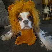 Nala joined the competition — help win amazing prizes! dog, costume, lion, pet, animal, couch, fur, cute, indoor, white, brown, face, ears, expression, portrait, domestic, mammal, funny, fluffy, sitting