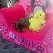 Bella a rejoint le concours — aidez-le/la à gagner de superbes lots ! puppy, dog, stuffed_toy, chair, pink, minnie_mouse, plush, sleeping, indoor, cute, toy, animal, resting, colorful, childrens_furniture, decor, soft, pattern, home, cozy